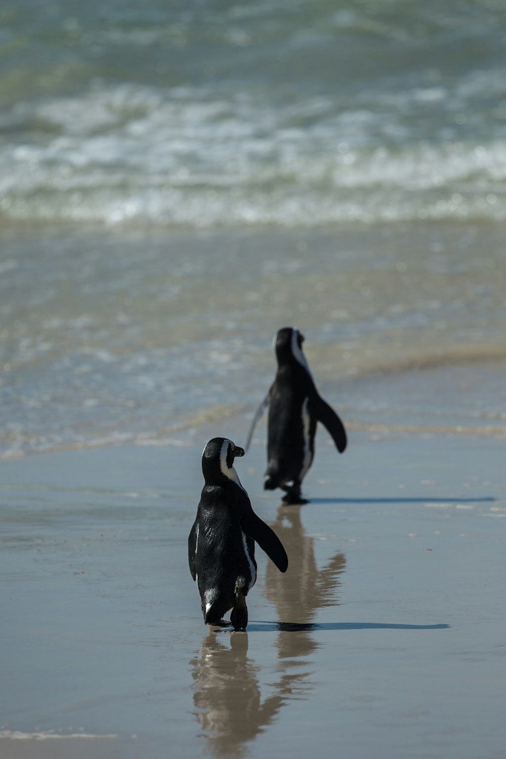 two black and white penguins walking near sea during daytime