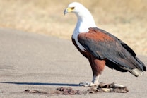 An African Fish Eagle stands on a paved surface, gripping prey in its talons. The bird has a distinctive white head, dark brown body, and large hooked beak. The background is a blurred, dry landscape, suggesting an arid environment.