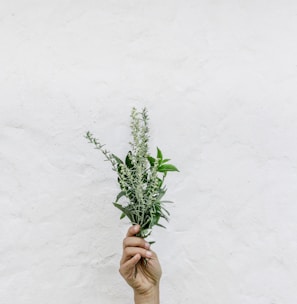 person holding green plants