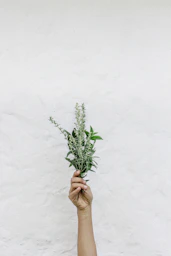 person holding green plants