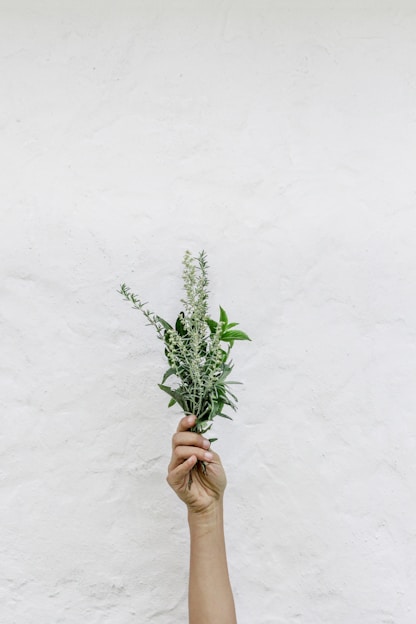 person holding green plants