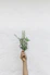 person holding green plants