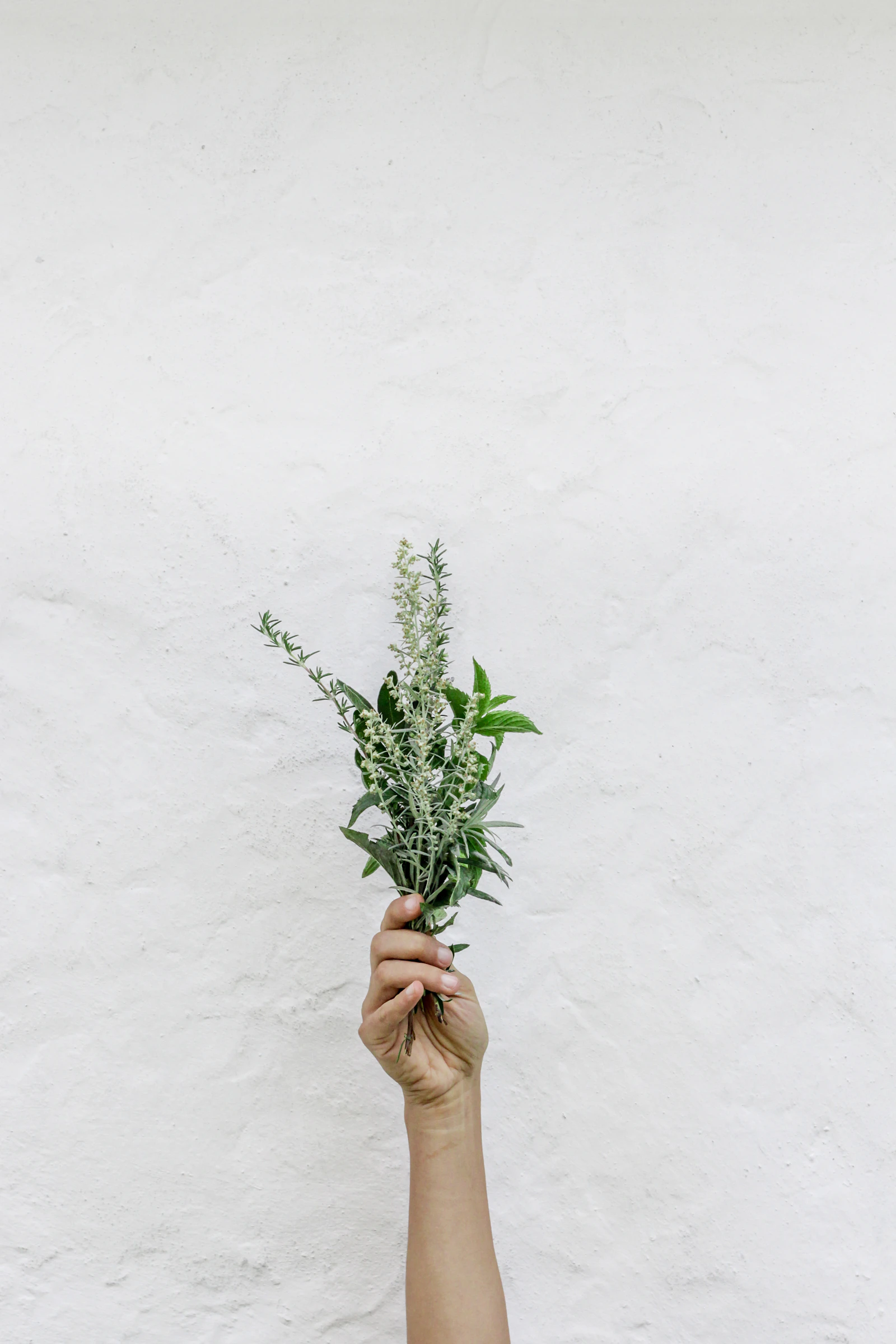 Hand holding fresh green herbs