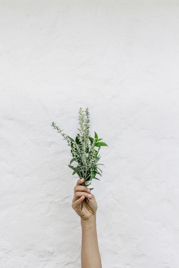 herbs and breastfeeding, holding herbs