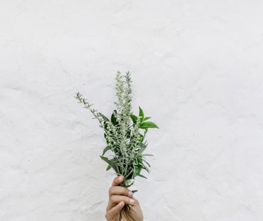 person holding green plants