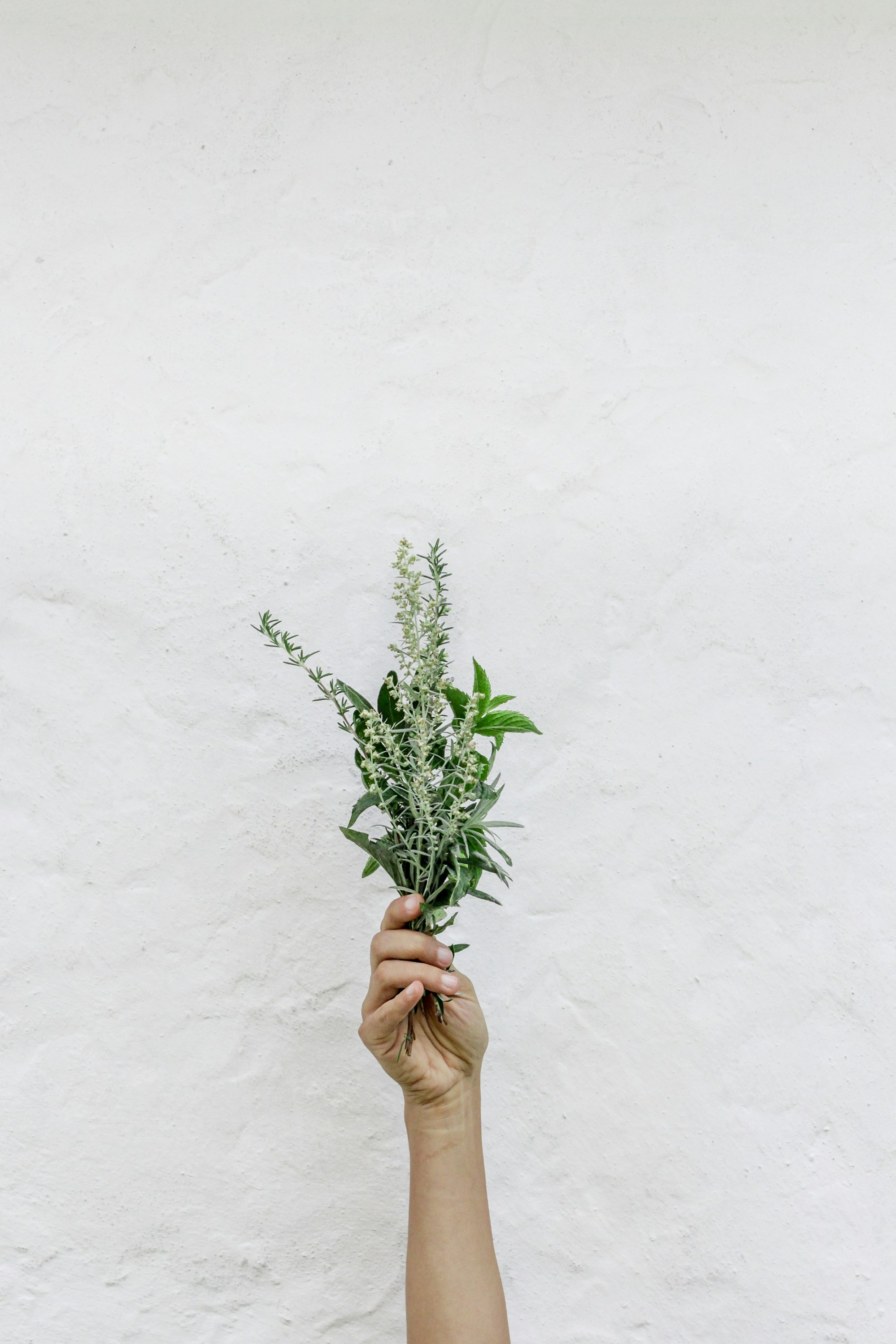 herbs and breastfeeding, holding herbs