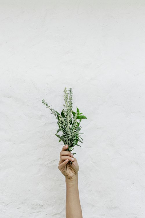 Fresh botanical plants used in nutraceutical production