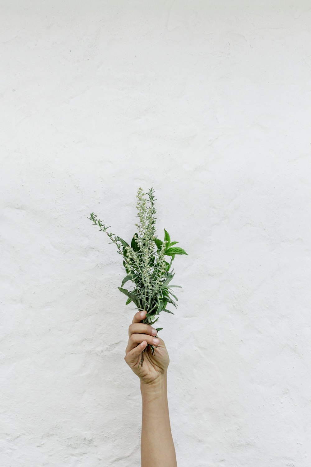 personne tenant des plantes vertes