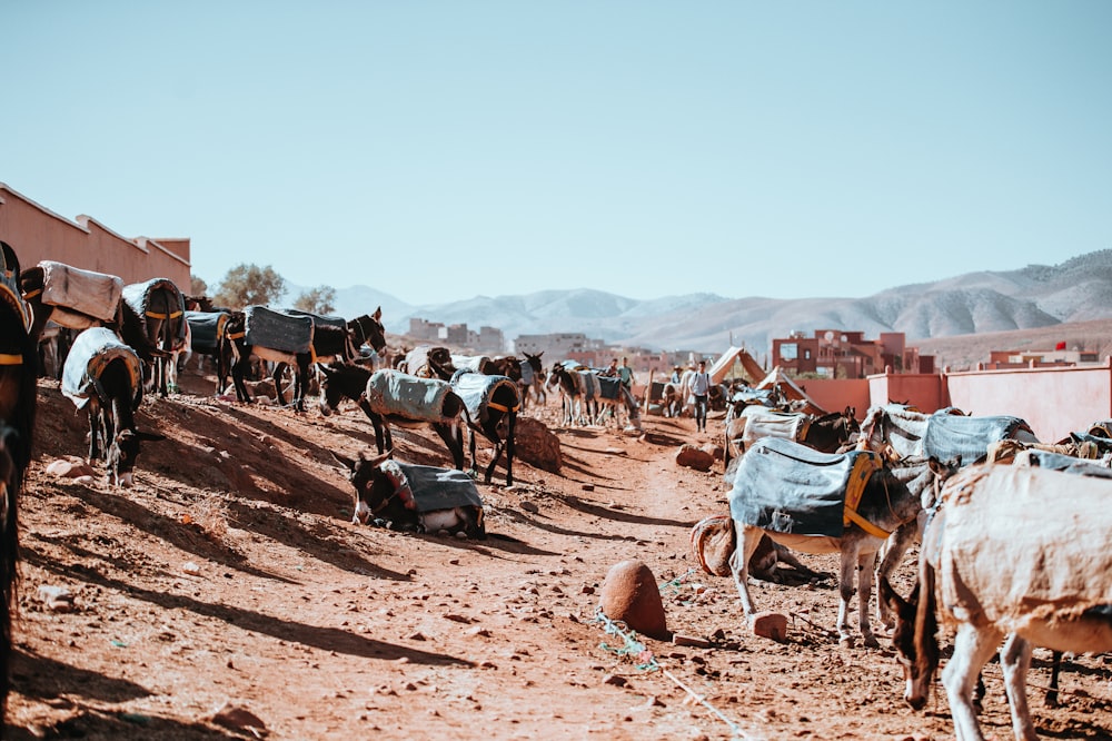 camels on desert