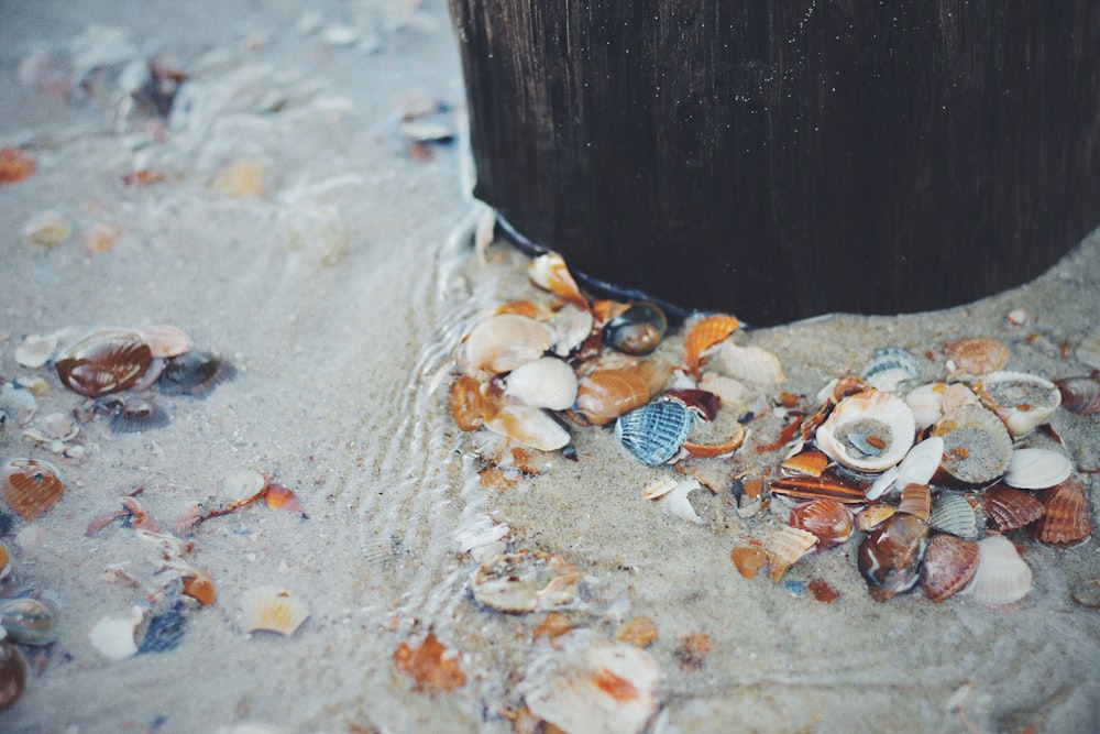 seashells on water