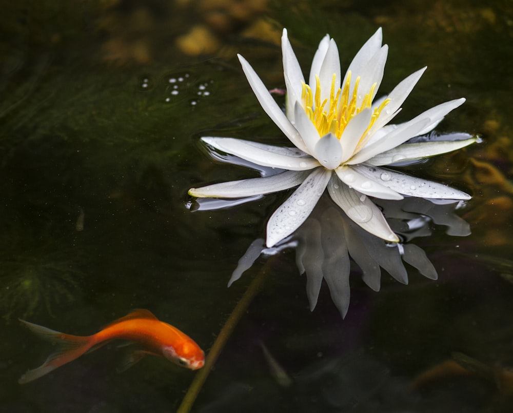 lotus flower on body of water with orange goldfish