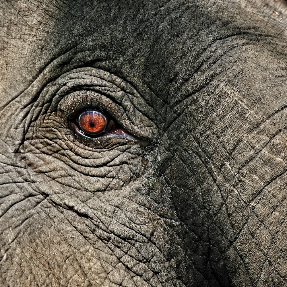 ojo de elefante gris