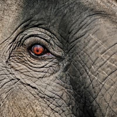 how to get rid of dehydration lines under eyes - elephant