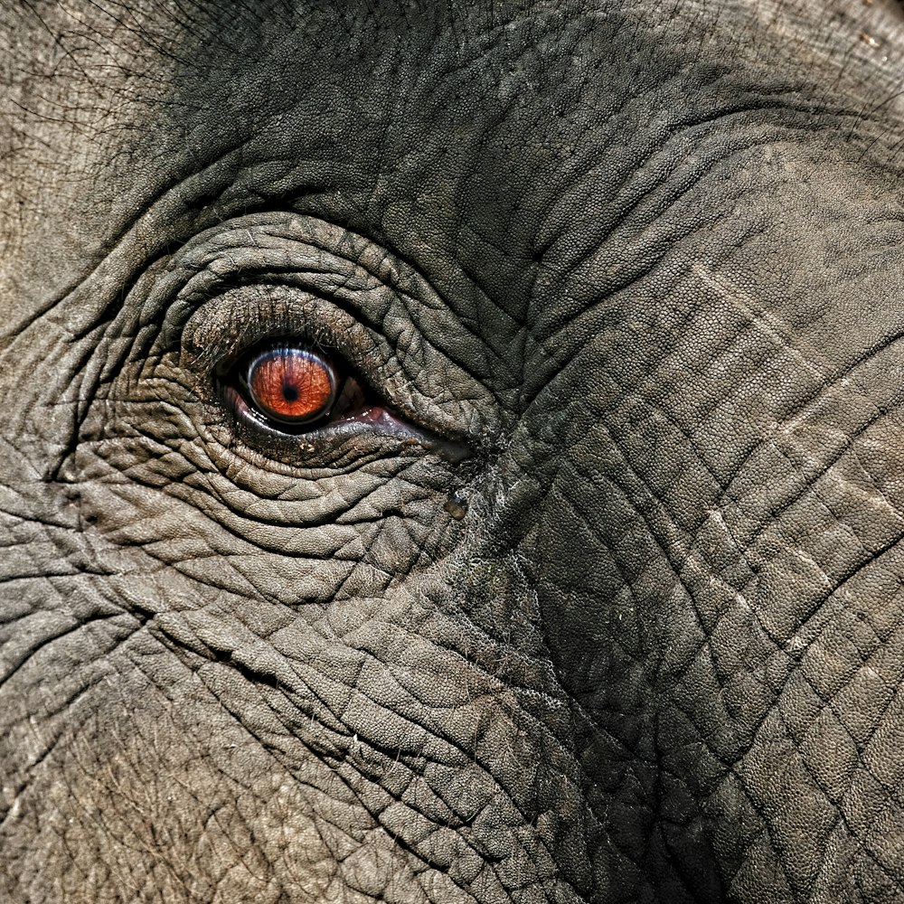 gray elephant eye