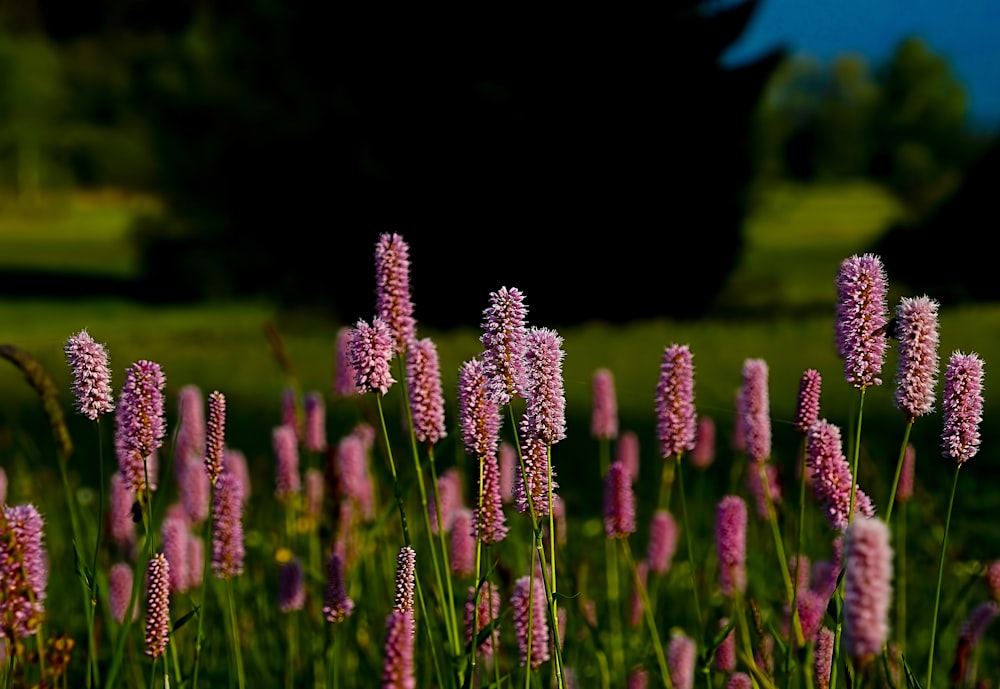 close-up photo of pink flower