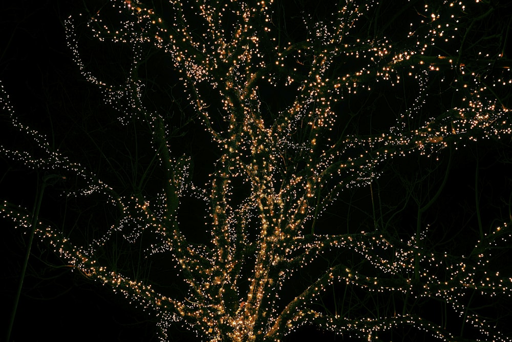 Fotografia in condizioni di scarsa illuminazione di alberi con luci a stringa