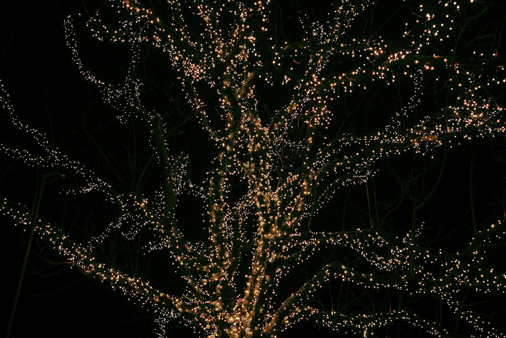 Fotografía de árboles con poca luz con guirnaldas de luces