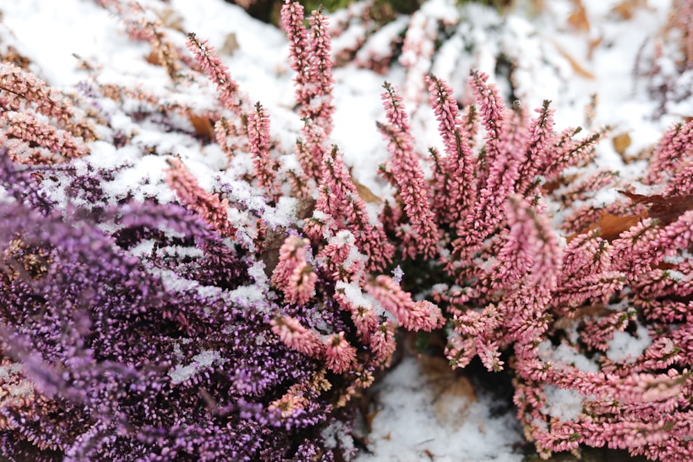 purple and pink flowers