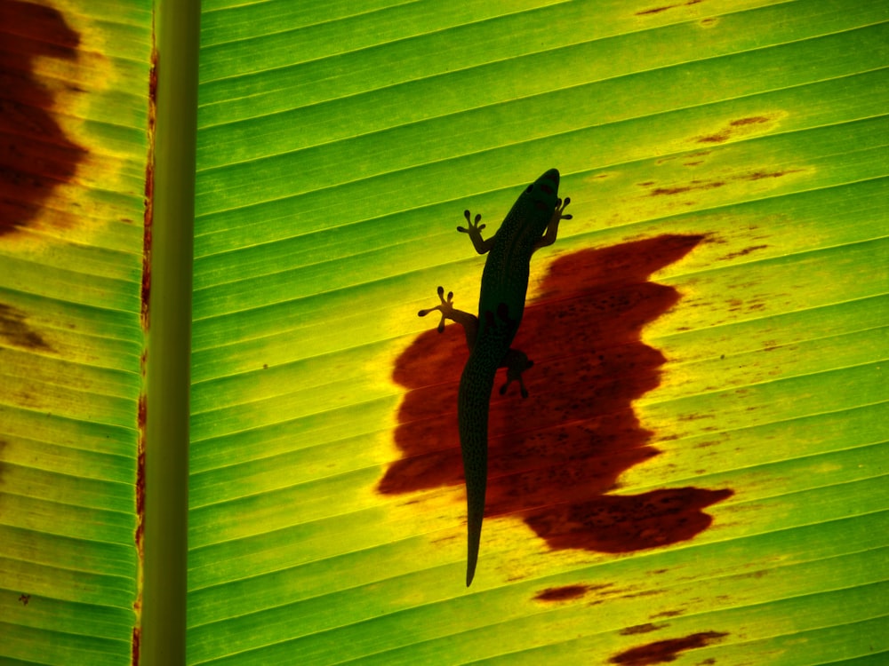 black lizard on banana leaf