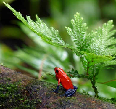 red and blue poison-dart frog on tree branch