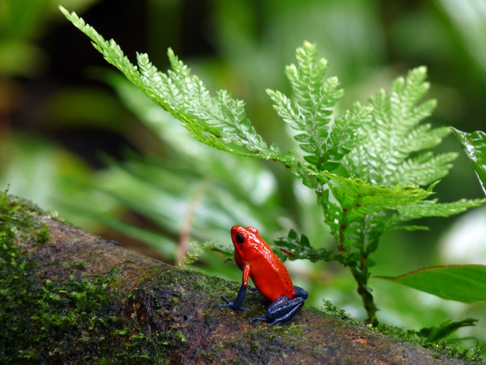 red and blue poison-dart frog on tree branch