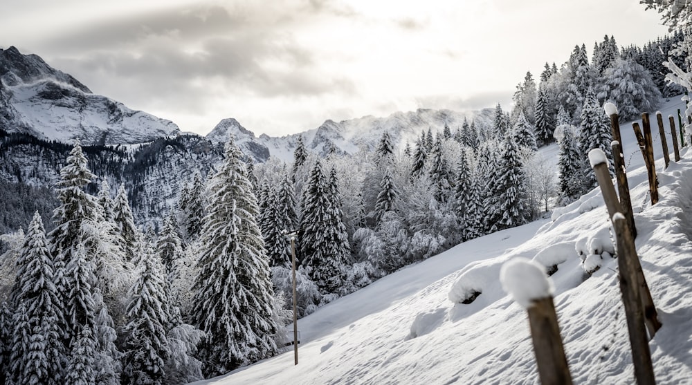 snow covered trees