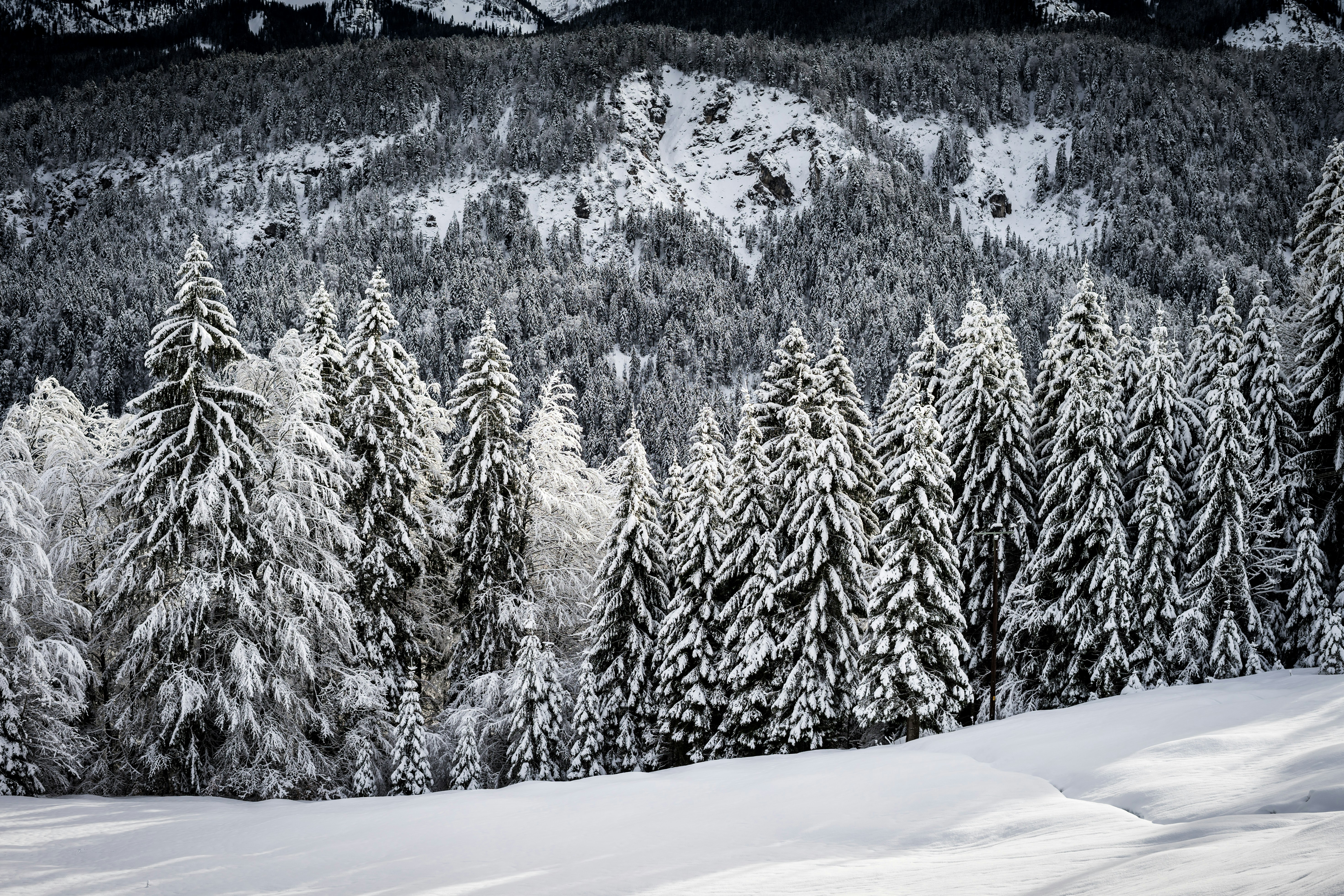 grayscale photo of snow covered trees during daytime, 