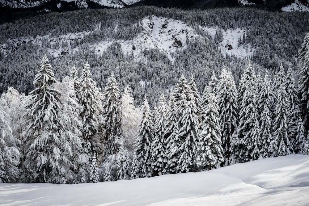 grayscale photo of snow covered trees during daytime