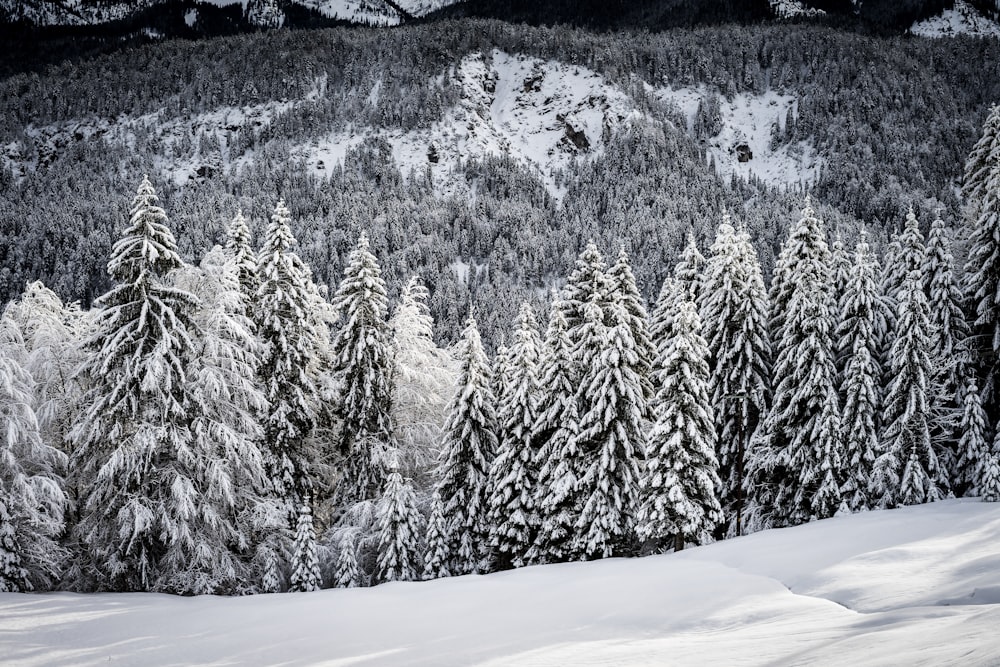 Graustufenfoto von schneebedeckten Bäumen während des Tages