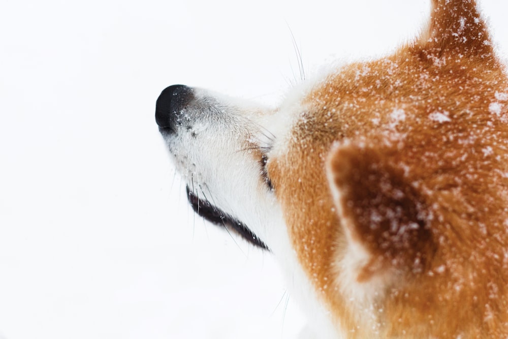 adulte bronzage annonce blanc Shiba inu sur champ de neige