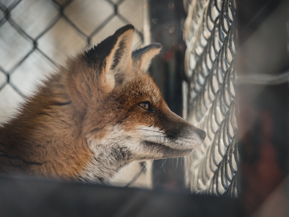 brown fox on black metal fence closeup photography