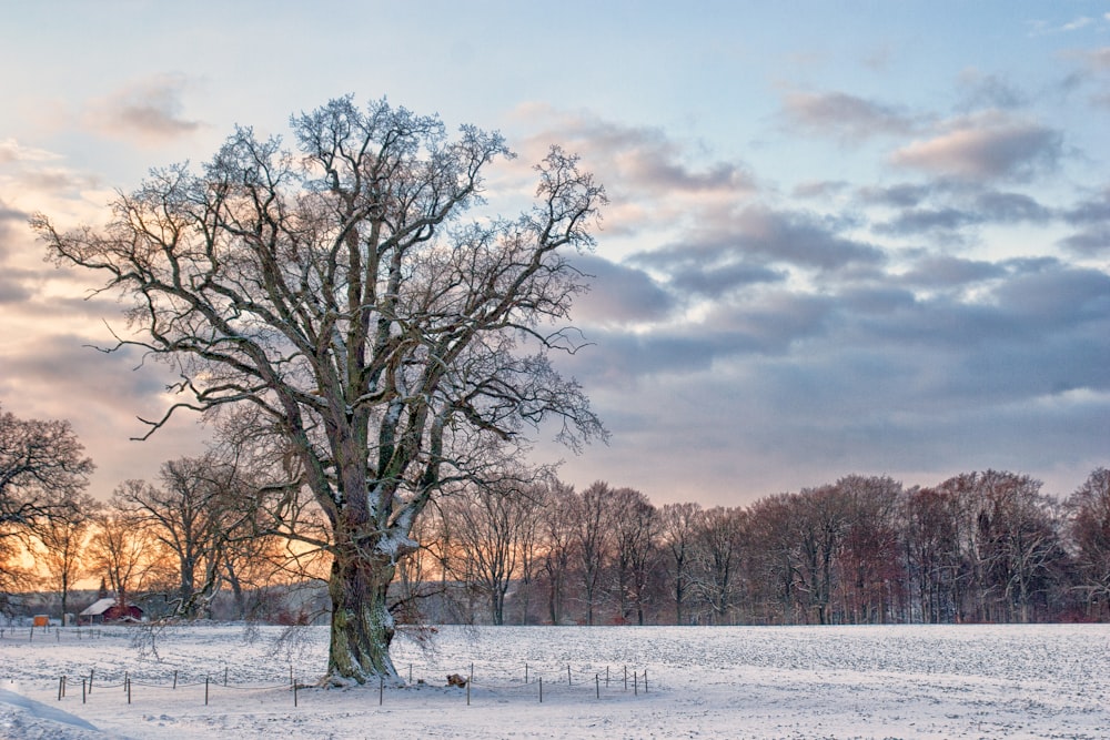 brown tree covered by snows during golden hour