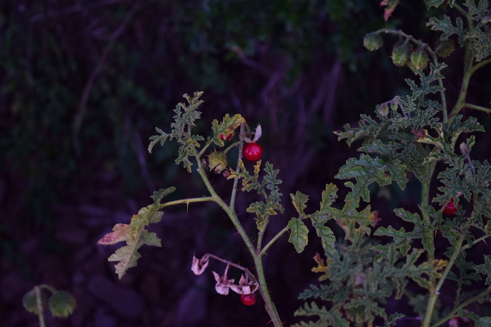 red tomatoes