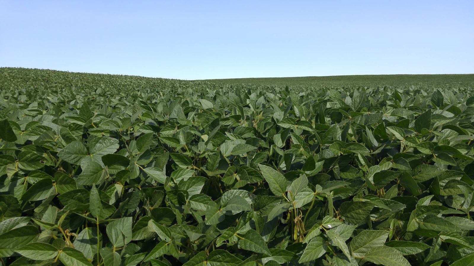 Soybean Market Awaits Trump-Xi Summit as Fragile Trade Truce Faces Test