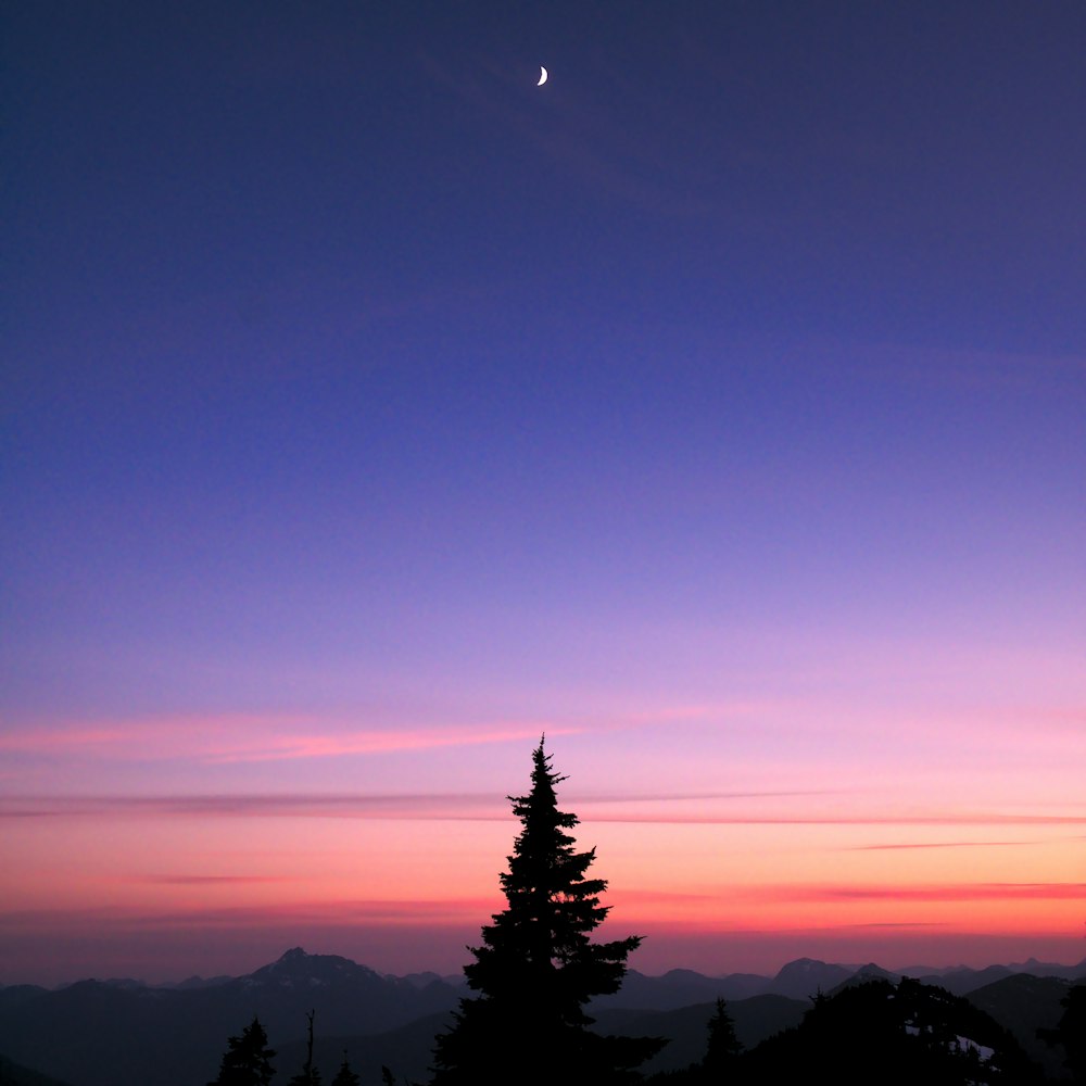 silhouette of tree near moon