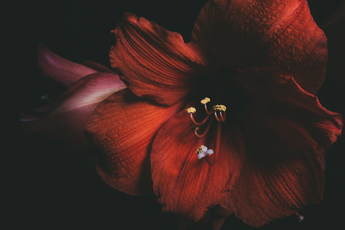 Vibrant red hibiscus botanical flower