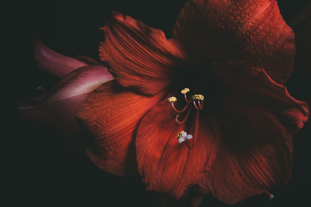 rote Hibiskusblüte