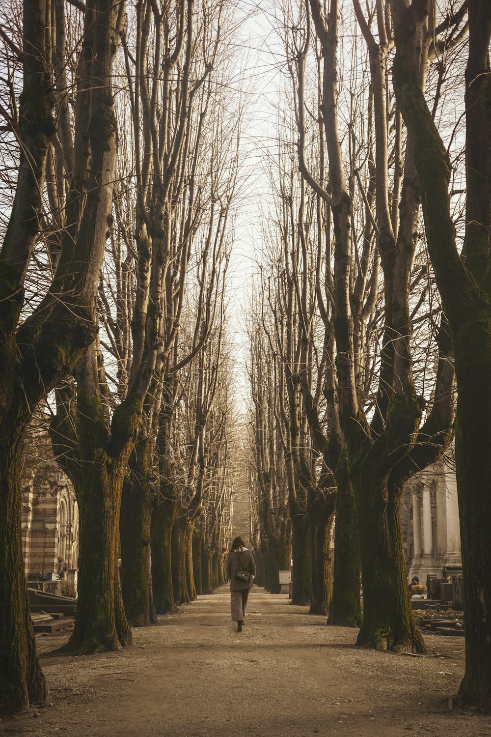 donna che cammina camminando vicino agli alberi spogli durante il giorno