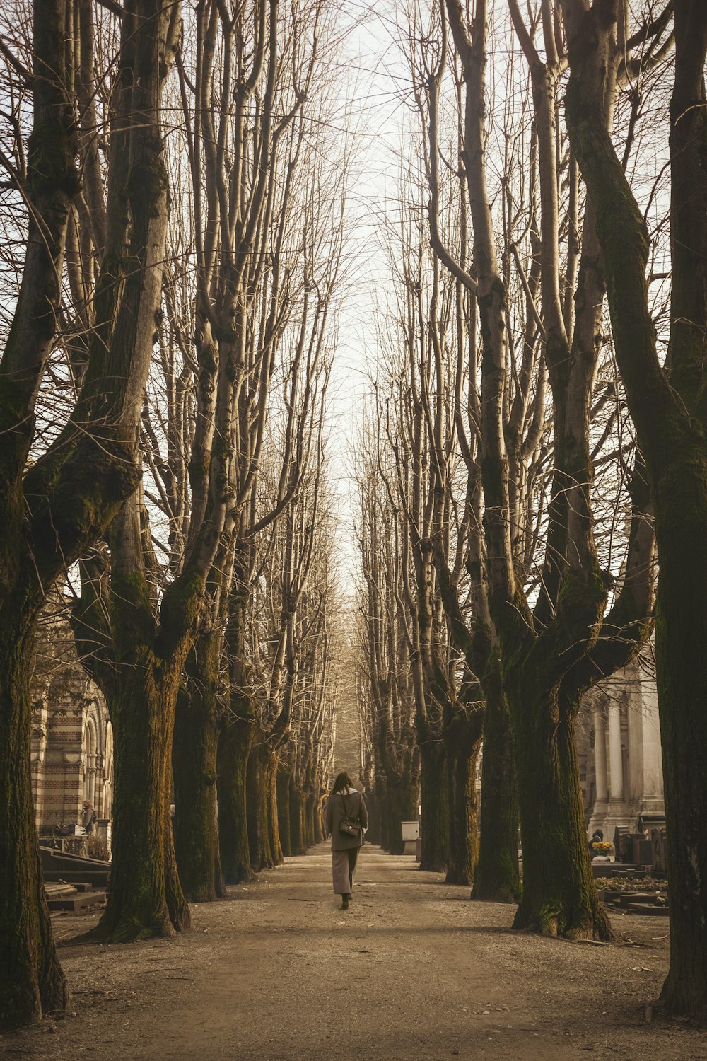 woman walking walking near bare trees during daytime