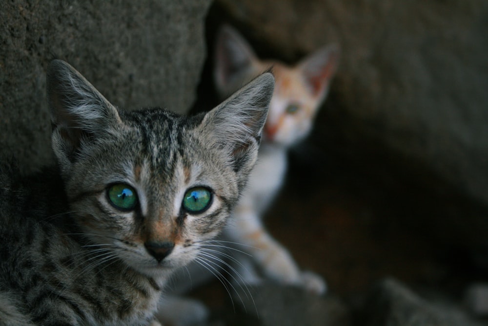 selective focus photo of gray tabby kitten