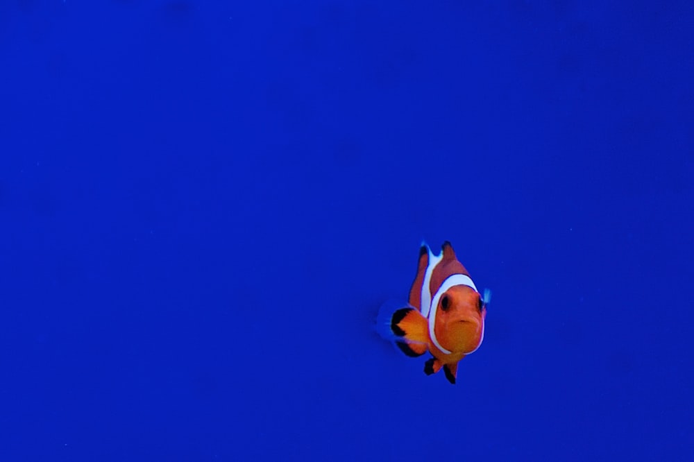 clown fish swimming in water