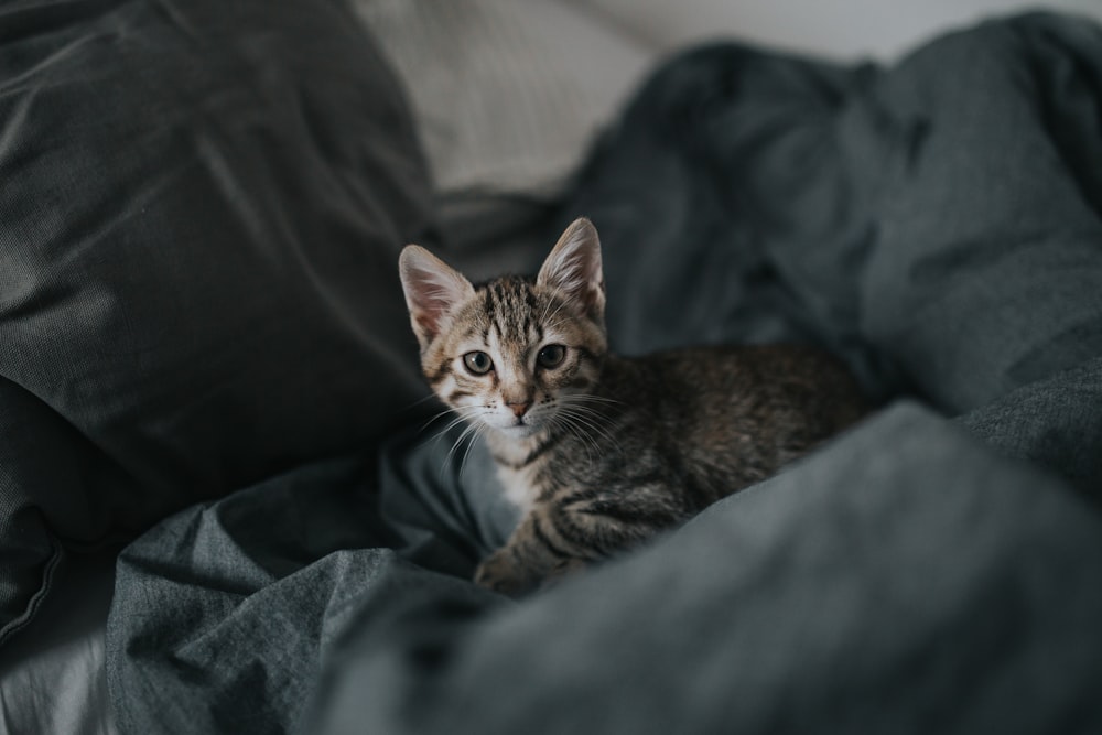 灰色の織物に灰色のぶちの子猫