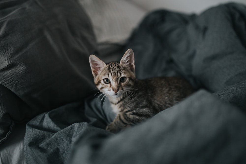 grey Tabby kitten on grey textile