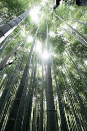 low angle photography of green bamboo trees