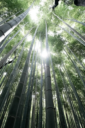 low angle photography of green bamboo trees