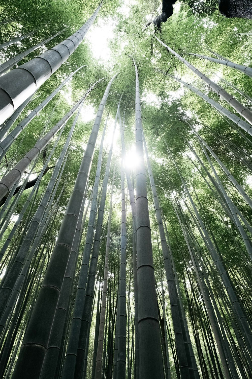 fotografia ad angolo basso di alberi di bambù verdi