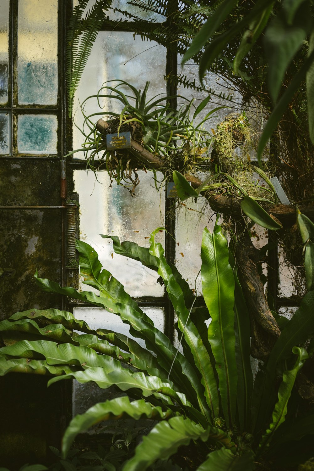 diverse piante verdi vicino alla finestra di vetro