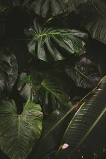view of green leafed plants