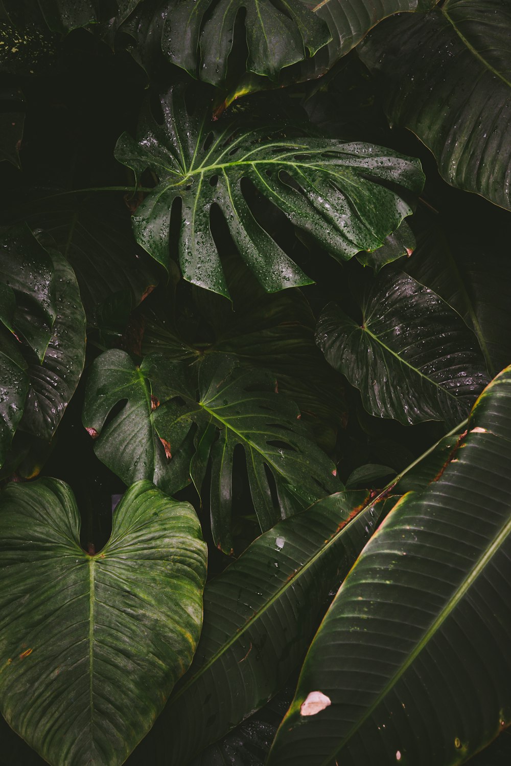 Vista de plantas de folhas verdes