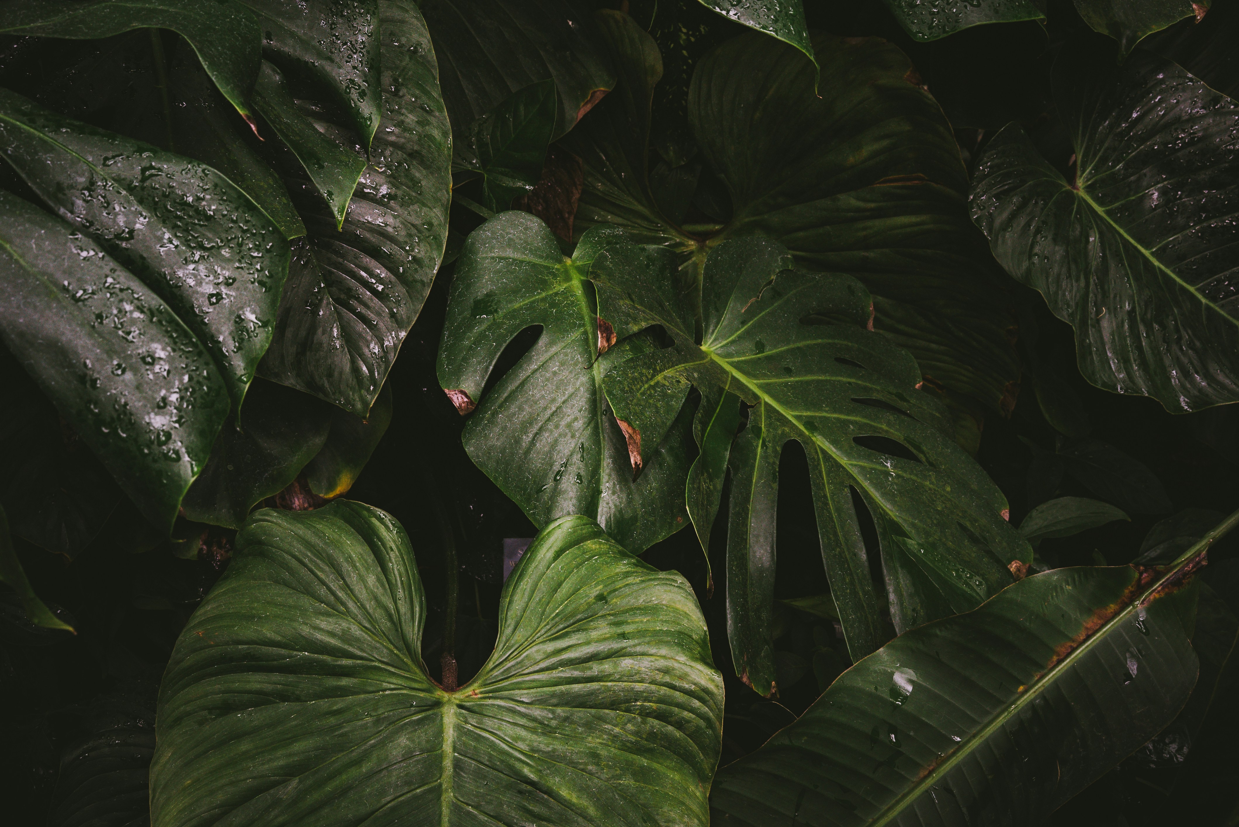closeup photo of green caladium plant